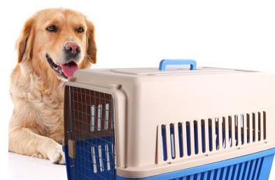 青島貨代講解寵物托運(yùn)需知道的事
